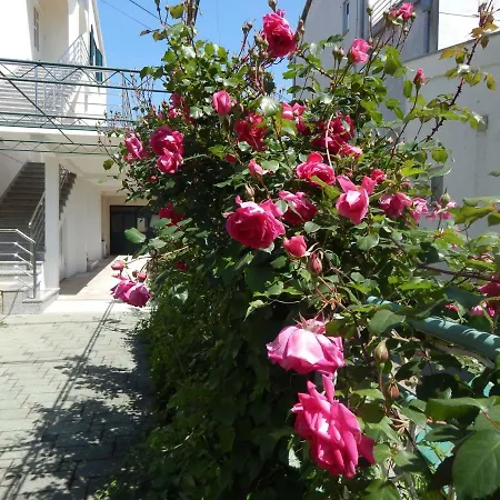 Lemon Tree アパート *