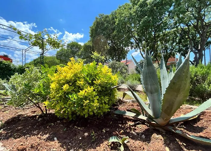 Apartment Lemon Tree