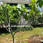 Апартаменты Lemon Tree Задар