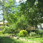 Lemon Tree