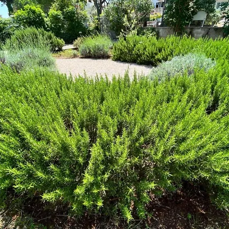 Διαμέρισμα Lemon Tree *